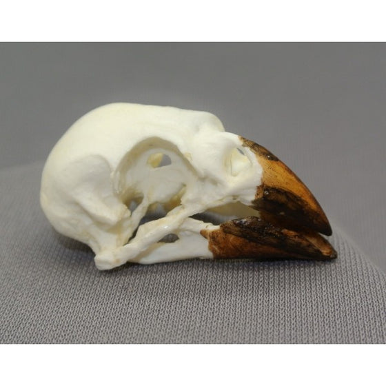 Medium Ground Finch Skull - dinosaursrocksuperstore