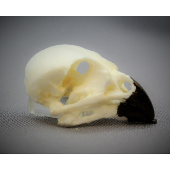 Small Ground Finch Skull - dinosaursrocksuperstore