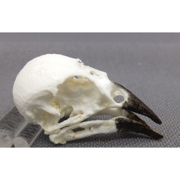 Sharp-Beaked Ground Finch Male Skull - dinosaursrocksuperstore