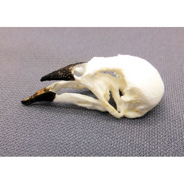 Sharp-Beaked Ground Finch Male Skull - dinosaursrocksuperstore