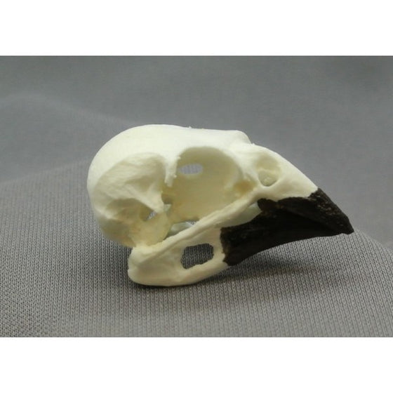 Cactus Finch Male Skull - dinosaursrocksuperstore