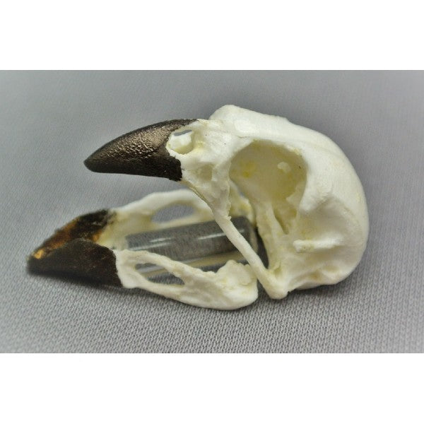 Vegetarian Finch Male Skull - dinosaursrocksuperstore
