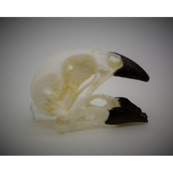 Vegetarian Finch Male Skull - dinosaursrocksuperstore