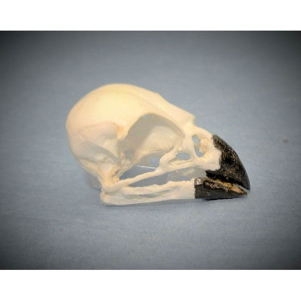 Large Tree Finch Skull - dinosaursrocksuperstore