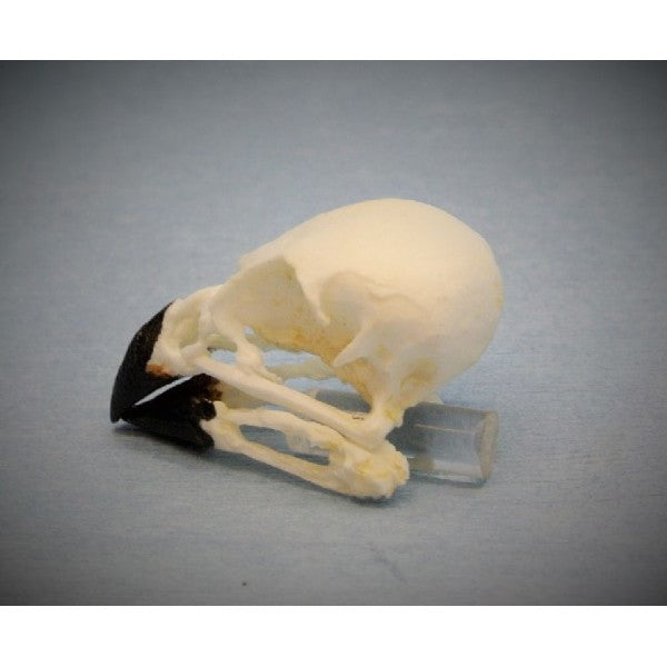 Large Tree Finch Skull - dinosaursrocksuperstore