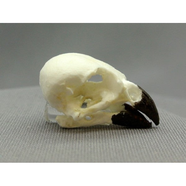 Small Tree Finch Male Skull - dinosaursrocksuperstore
