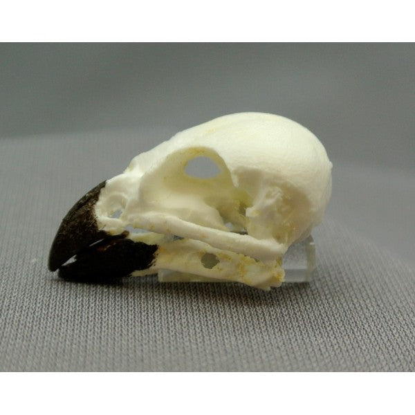 Small Tree Finch Male Skull - dinosaursrocksuperstore
