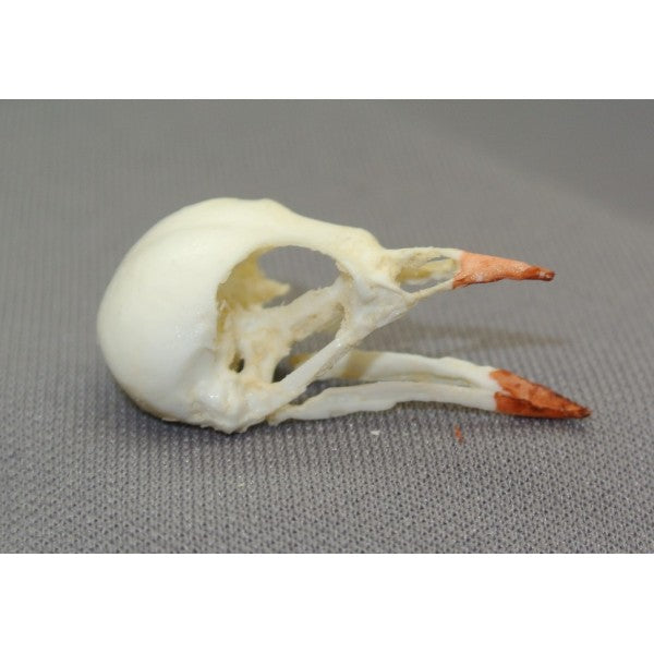 Green Warbler-Finch Male Skull - dinosaursrocksuperstore
