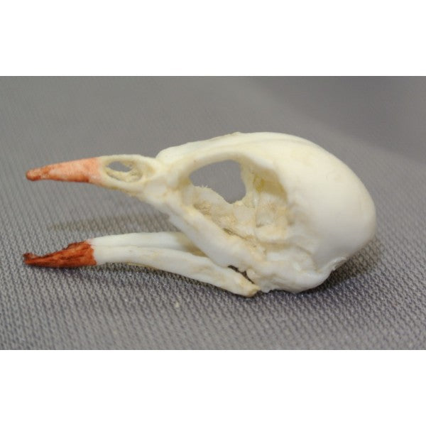 Green Warbler-Finch Male Skull - dinosaursrocksuperstore