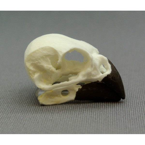 Woodpecker Finch Skull - dinosaursrocksuperstore