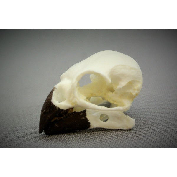 Woodpecker Finch Skull - dinosaursrocksuperstore