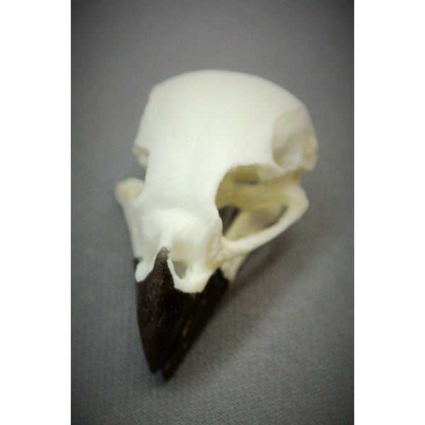 Woodpecker Finch Skull - dinosaursrocksuperstore