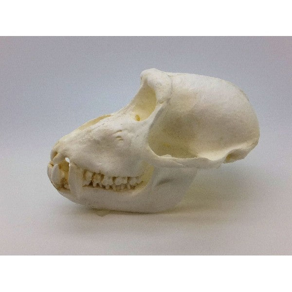 Crab-eating Macaque Male Skull - dinosaursrocksuperstore