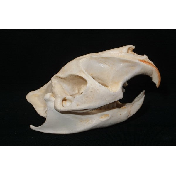 Greater Cane Rat Skull - dinosaursrocksuperstore