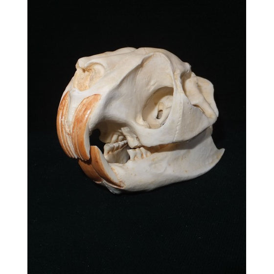 Greater Cane Rat Skull - dinosaursrocksuperstore