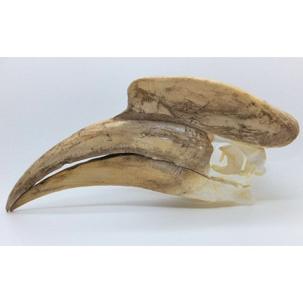 Great Indian Hornbill Skull - dinosaursrocksuperstore