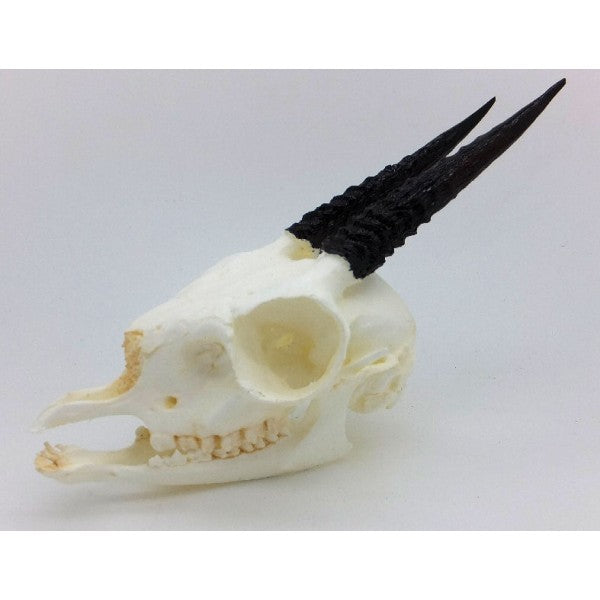 Gunther's Dik Dik Skull - dinosaursrocksuperstore