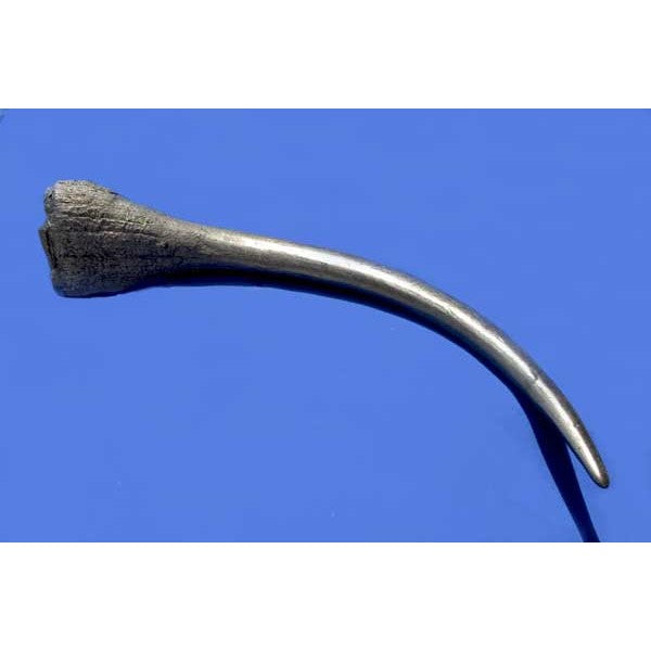 Black Rhinoceros Skull with horns - dinosaursrocksuperstore