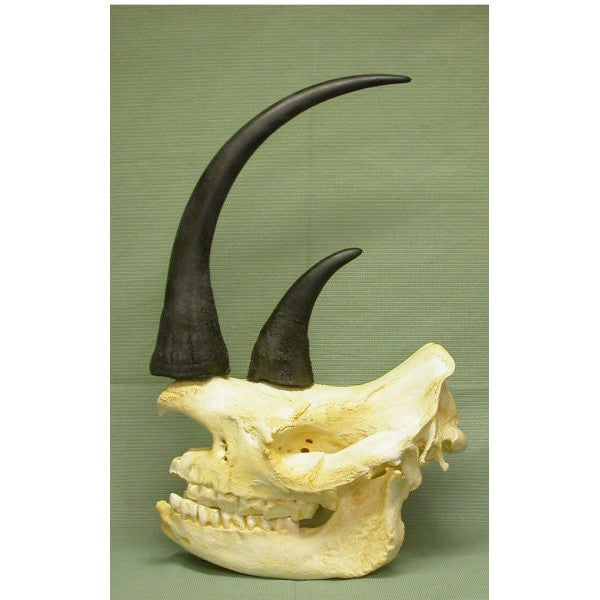 Black Rhinoceros Skull with horns - dinosaursrocksuperstore