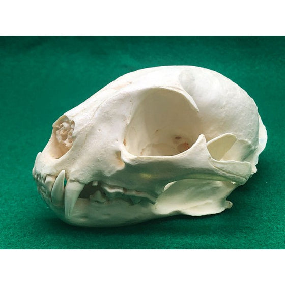 African Golden Cat Female Skull Replica - dinosaursrocksuperstore