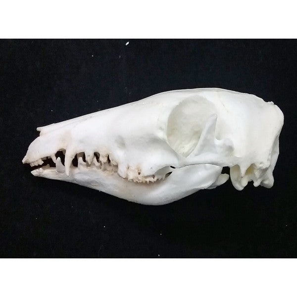 Long-nosed Bandicoot Skull - dinosaursrocksuperstore