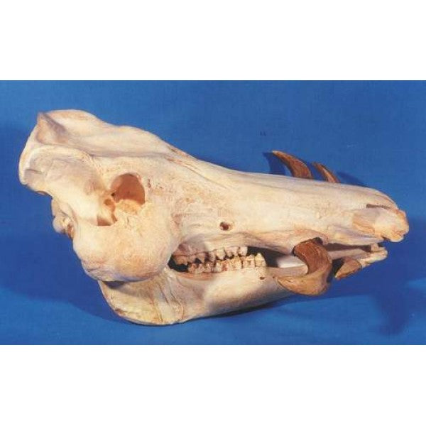 Giant Forest Hog Skull - dinosaursrocksuperstore