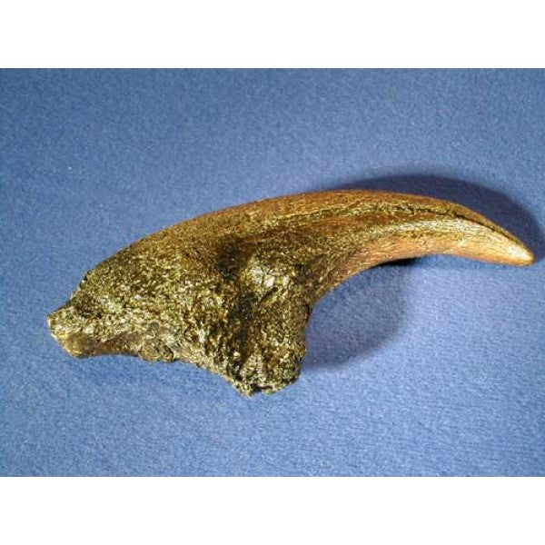 Acrocanthosaurus Hand Claw Replica - dinosaursrocksuperstore