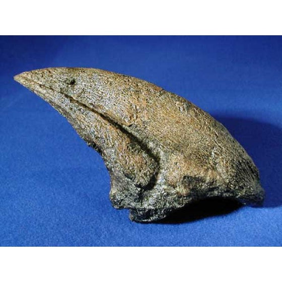 Acrocanthosaurus Toe Claw Replica - dinosaursrocksuperstore