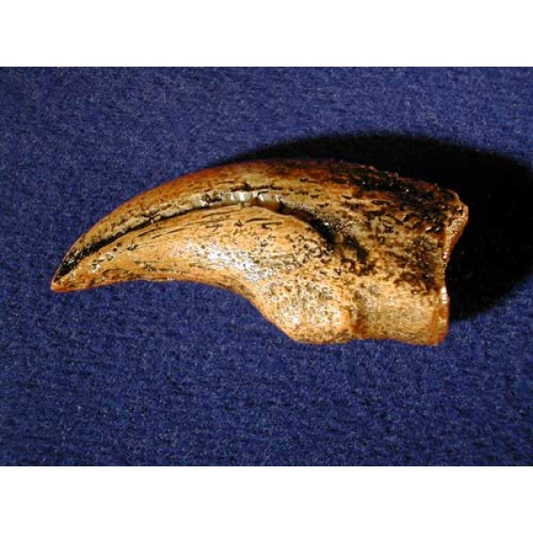 Nanotyrannus Hand Claw Replica - dinosaursrocksuperstore