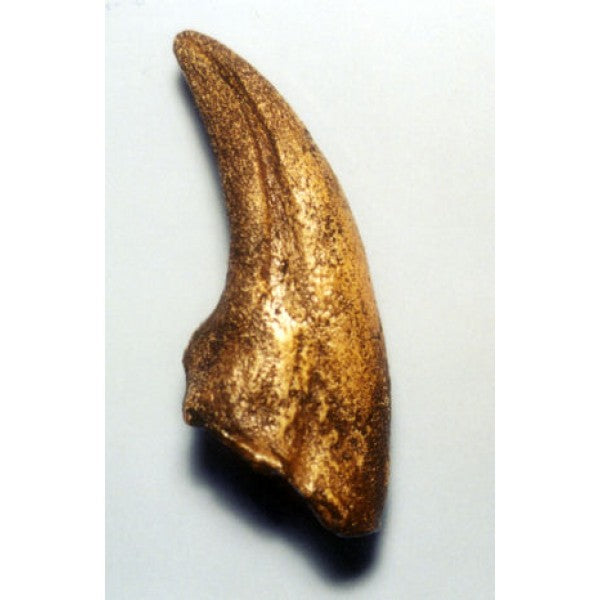 Nanotyrannus Foot Claw Replica - dinosaursrocksuperstore