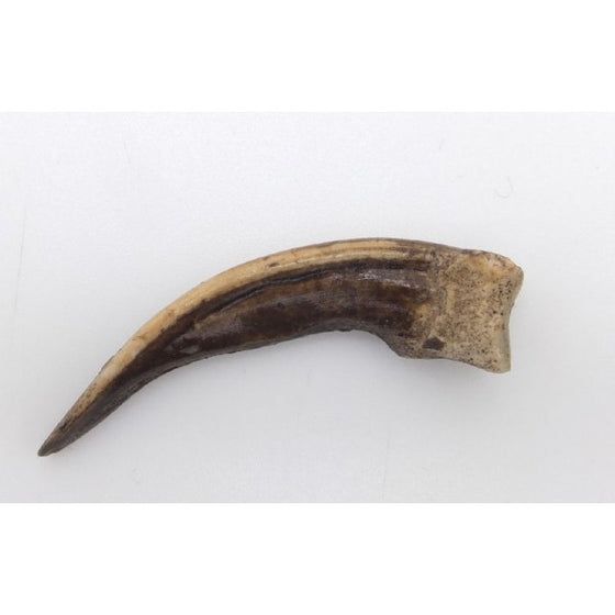 American Badger Front Claw - dinosaursrocksuperstore