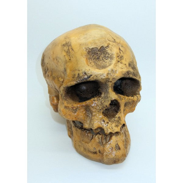 Cro-Magnon Skull - dinosaursrocksuperstore