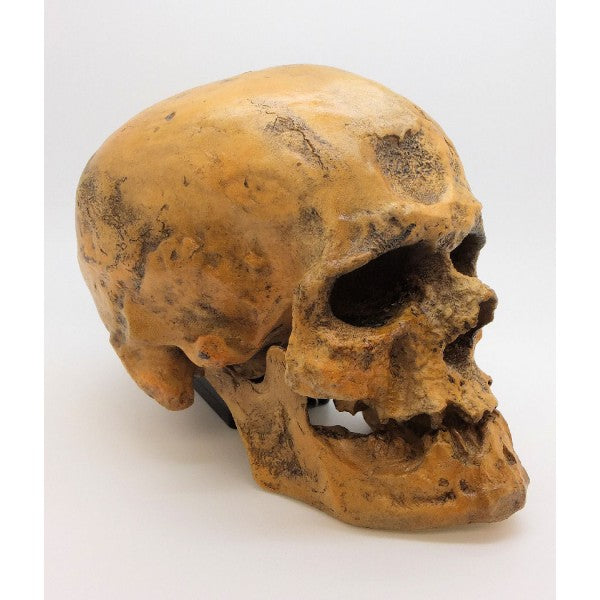 Cro-Magnon Skull - dinosaursrocksuperstore