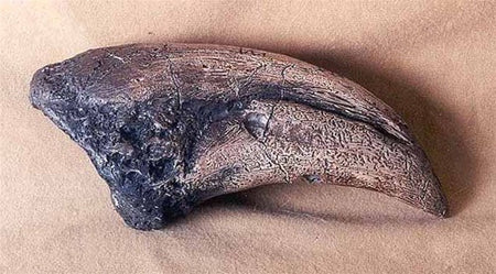 T-Rex Claw dinosaur replica DINOSAURS ROCK SUPERSTORE Fossil