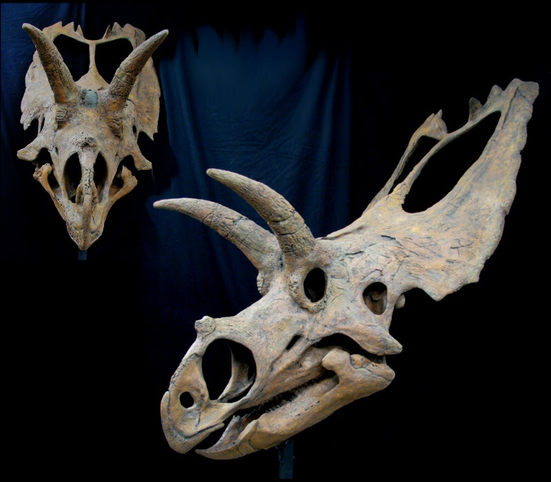 Coahuilaceratops Skull Replica - dinosaursrocksuperstore