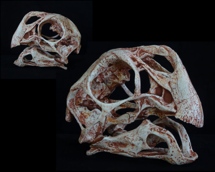 Conchoraptor Large Skull Replica No Base - dinosaursrocksuperstore