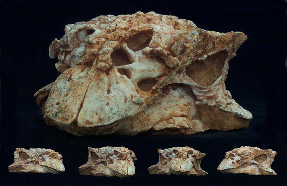 Pinacosaurus Adult Skull Replica in matrix - dinosaursrocksuperstore