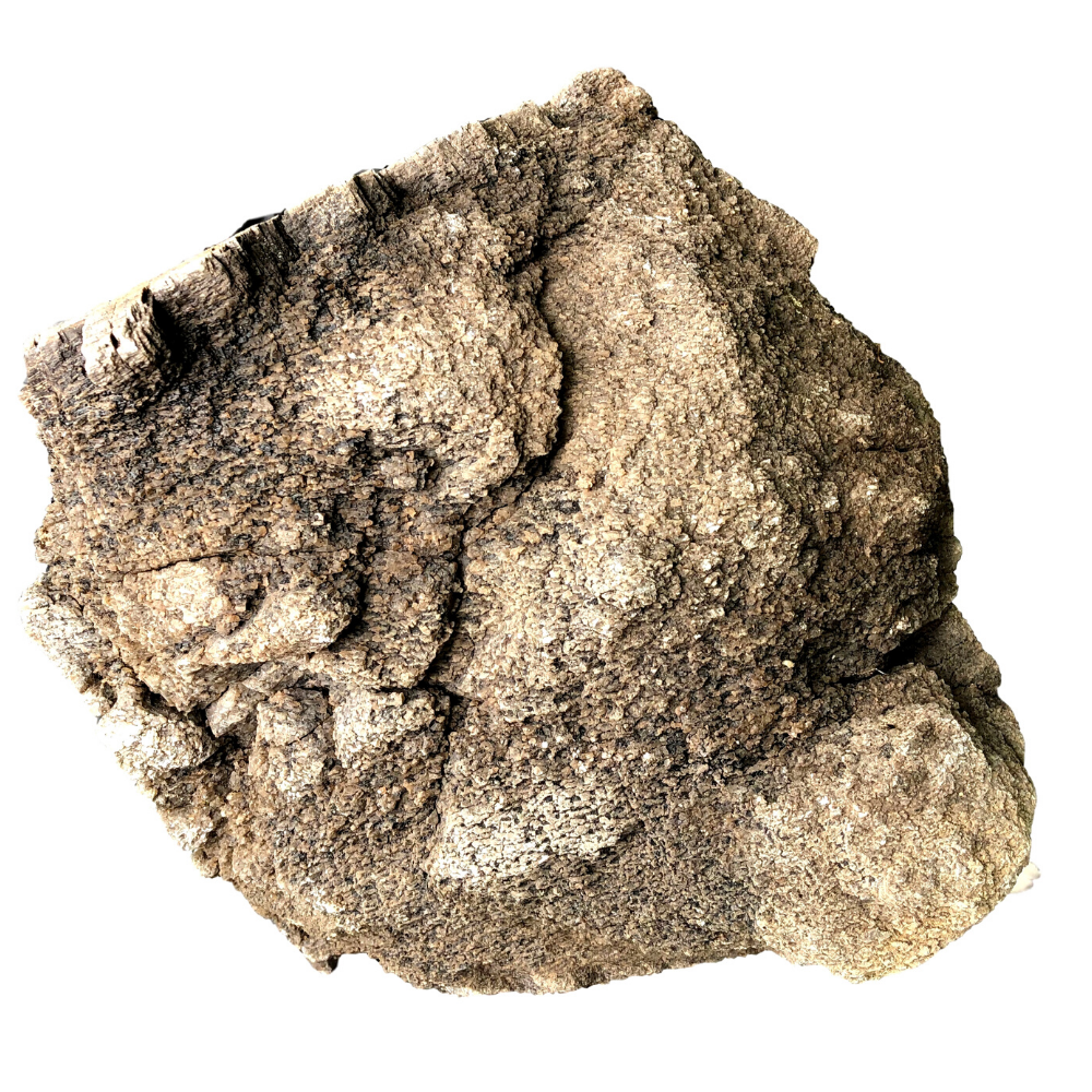 Dinosaur Bone Fossil Specimen