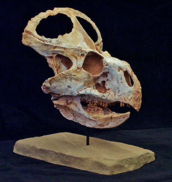 Protoceratops Skull Replica Small/Medium - dinosaursrocksuperstore