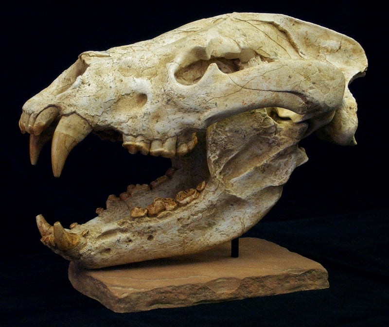 Giant Dog-Bear Skull Replica - dinosaursrocksuperstore