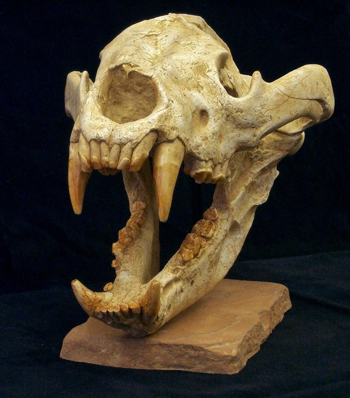 Giant Dog-Bear Skull Replica - dinosaursrocksuperstore