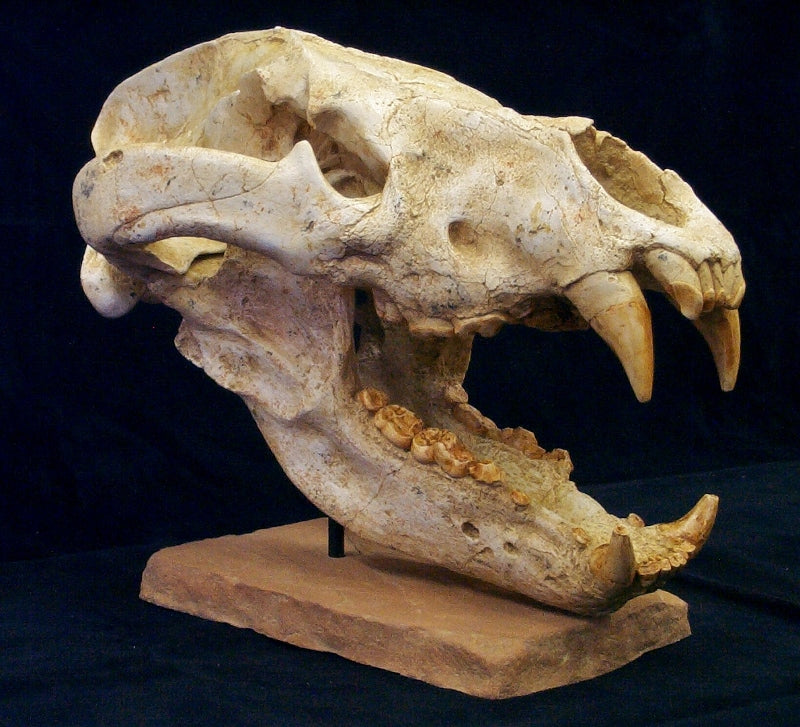 Giant Dog-Bear Skull Replica - dinosaursrocksuperstore