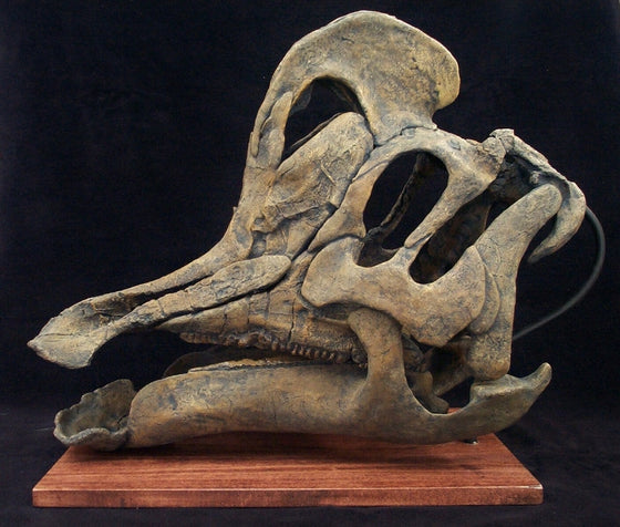 Velafrons Skull Replica - dinosaursrocksuperstore