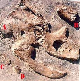 Dinosaur Fossil Dig Site Panel - Chasmosaurus Skull Replica - dinosaursrocksuperstore