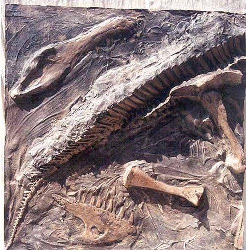 Dinosaur Fossil Dig Site Panel - Maiasaura Back Replica - dinosaursrocksuperstore