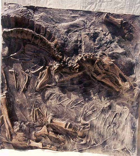 Dinosaur Fossil Dig Site Panel - Maiasaura Front Replica - dinosaursrocksuperstore