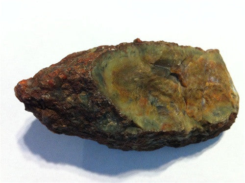 Coprolite - Real Fossil Dinosaur Poop - great gift! - dinosaursrocksuperstore