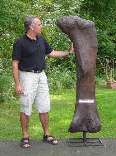 Apatosaurus Femur Cast Replica - dinosaursrocksuperstore