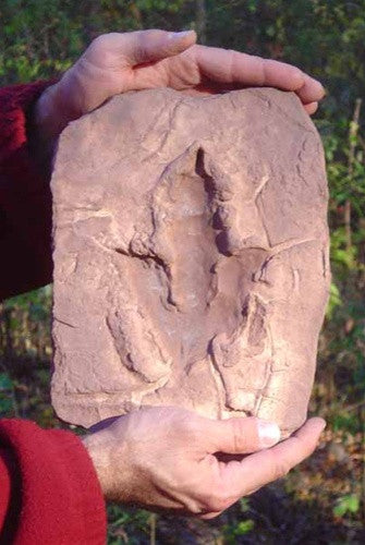 Grallator Dinosaur Footprint Fossil Replica with Mudcrack - dinosaursrocksuperstore