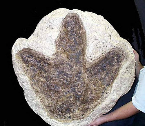 T-REX Footprint Replica Wall Hanging - dinosaursrocksuperstore
